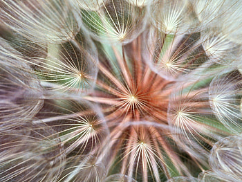 Flower, Macro, Dandelion, Fluff, Fuzz, Seeds, Seed HD wallpaper