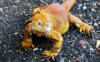 Galapagos Land iguana, Animal HD wallpaper