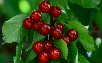 Cherries, fruit, food, red HD wallpaper