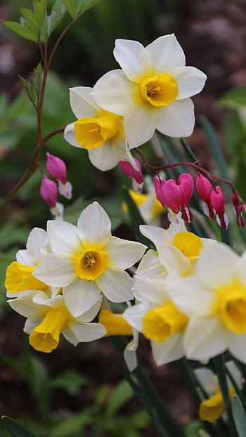 Daffodil, Daffodil White Flower HD phone wallpaper