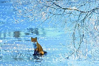 ice fox, winter, blue, nature, wild, fox, ice HD wallpaper