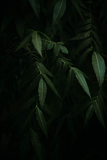 Leaves, Dark, Branches, Willow HD phone wallpaper