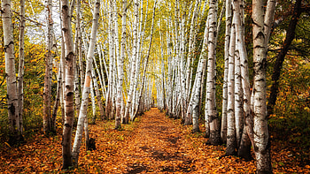 birch , Background , 10 HD wallpaper