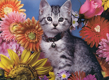 Grey kitten, rose, kitten, tabby, flowers HD wallpaper