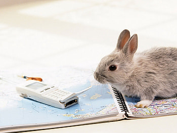 Animals, Rabbits HD wallpaper