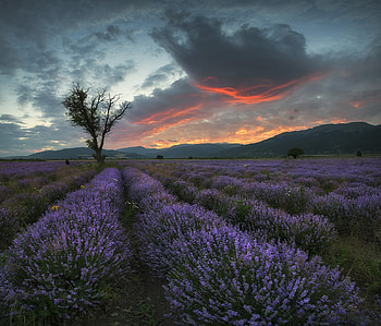 Lavender at Sunset, field, lavender, trees, sky, nature, flowers, mountains, sunset HD wallpaper