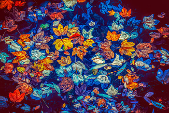 Fallen Leaves In Water , leaves, colorful, nature HD wallpaper