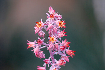 Pink, Flower, Macro HD wallpaper