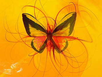 Butterfly, colors HD wallpaper