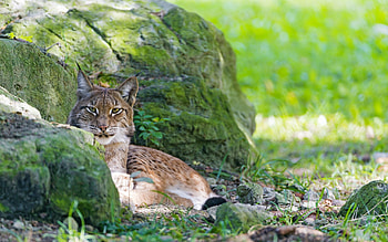 Animals, Stones, Iris, To Lie Down, Lie, Predator, Moss HD wallpaper