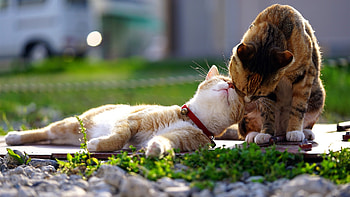 Kittens Love, animal, kitten, cat, love HD wallpaper