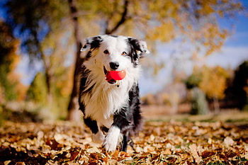 Animals, Autumn, Leaves, Dog, Ball, Mood, Border Collie HD wallpaper