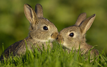 Animals, Rabbits HD wallpaper