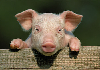 Animals, Close-Up, Face, Pig, Hooves, Hoof, Piglet, Out Of Town, Suburb HD wallpaper