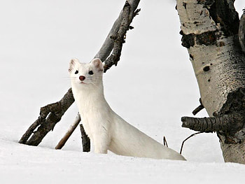 Ermine, white, snow, tree HD wallpaper