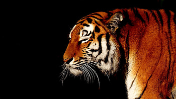 Calm, animal, predator, muzzle, tiger HD wallpaper