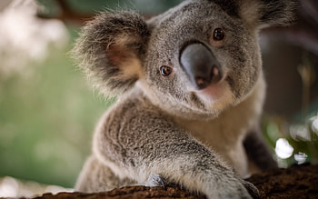 Cute koala , Wild animal beauty, enhancement, High-quality HD wallpaper