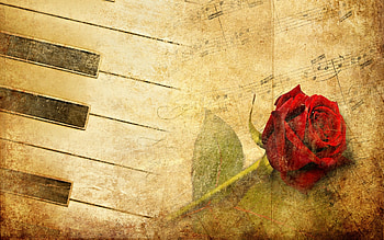 For > White Rose Piano HD wallpaper
