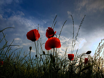 Roadside's management, side, road, management, red HD wallpaper
