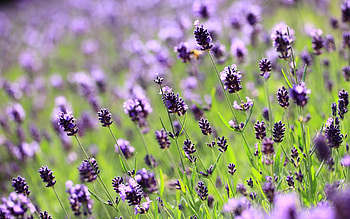 Lavender, field, flower, nature, flowers, lilac HD wallpaper