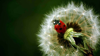 Plants, Flowers, Insects, Dandelions, Ladybugs HD wallpaper