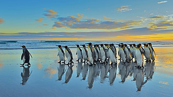 King Penguin, Falkland Islands, king penguin, Animal, penguin HD wallpaper