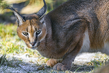 Caracal, animal, nature, cat HD wallpaper