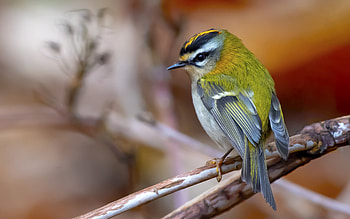 Bird, animal, nature, tree HD wallpaper
