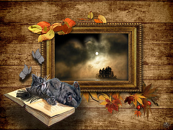 little dreamer cat, dreamer, cat, little HD wallpaper
