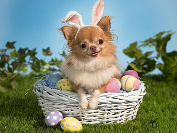 Animals, Dogs HD wallpaper
