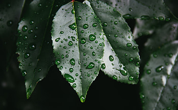 Drops, Plant, Macro, Sheet, Leaf HD wallpaper