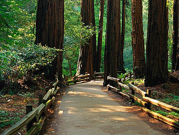 Bridge Of woods, bridge, trees, road, woods HD wallpaper