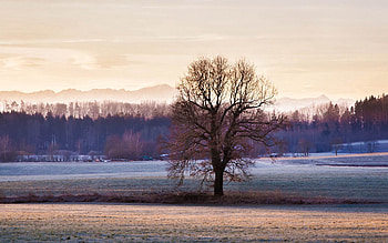 Winter, Nature, Grass, Sky, Wood, Tree, Frost HD wallpaper