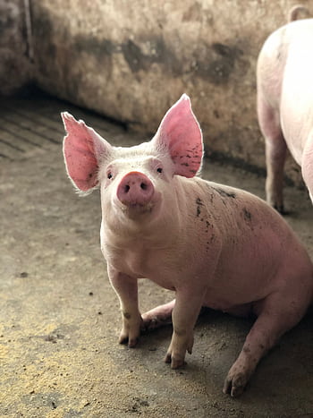 Adorable pink piglet sitting indoors on a farm, looking curious and friendly. HD phone wallpaper