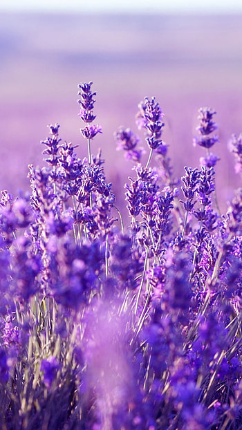 Lavender flower, Floral beauty, Purple blossoms, Nature's wonder HD phone wallpaper