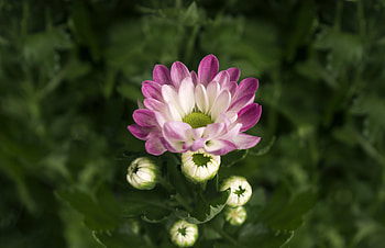 Chrysanthemum, flowers, bloom, pink HD wallpaper