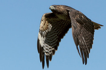bird of prey, wings, fierce, brown, bright HD wallpaper