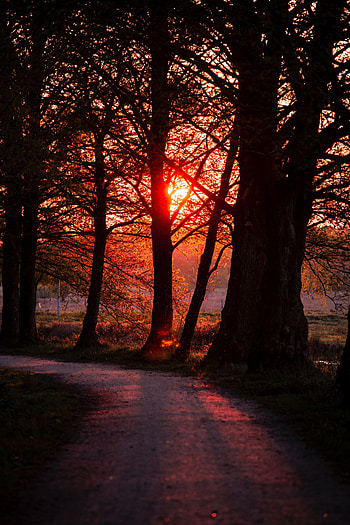 Nature, Trees, Sunset, Dark, Path HD phone wallpaper