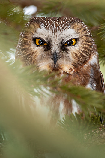 Animals, Owl, Feather, Bird, Sight, Opinion HD phone wallpaper