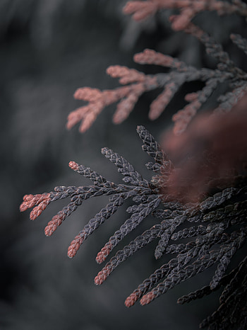 Plant, Macro, Branch, Needles, Thuja HD phone wallpaper