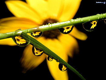 water drops on flower, art , black, yellow, flower, beautiful, water drops, bacground HD wallpaper