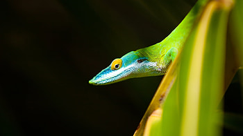 Animals, Lizards HD wallpaper