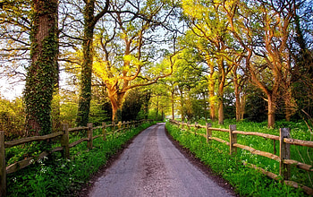 Nature, Trees, Grass, Sun, Great Britain, Dawn, Road, Greens, Fence, United Kingdom, England HD wallpaper