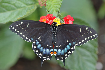 Patterns, Flower, Macro, Dark, Sheet, Leaf, Butterfly HD wallpaper