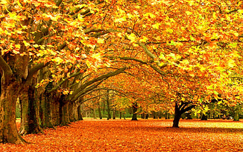 Landscape, Trees, Autumn, Leaves HD wallpaper