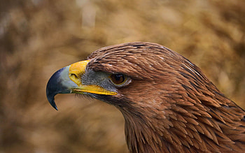 Animals, Bird, Beak, Predator, Eagle HD wallpaper