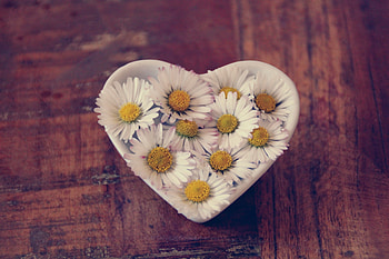 Pink Daisy, heart shape HD wallpaper