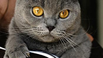 Cat, cats, cute, animals, nice HD wallpaper