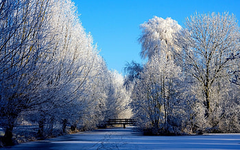 Snow-Covered Trees, winter, snow, trees, forests, nature HD wallpaper