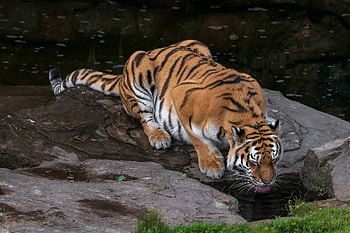 Animals, Big Cat, Tiger, Protruding Tongue, Tongue Stuck Out HD wallpaper